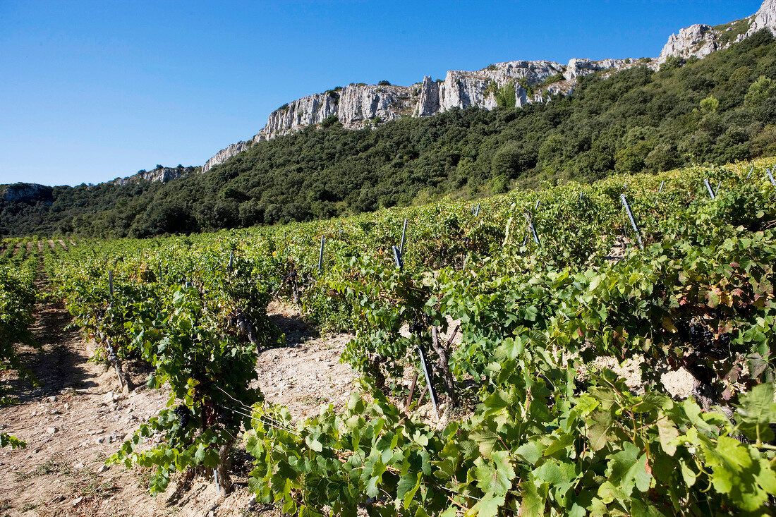 View of syrah vineyard and mountains in France