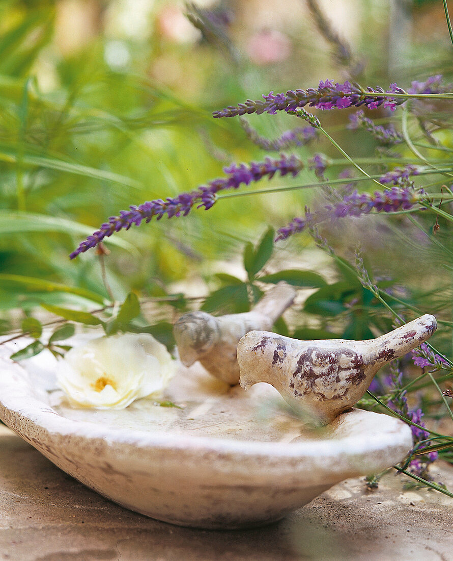 Tränke für Vögel, Blüte, Lavendel 