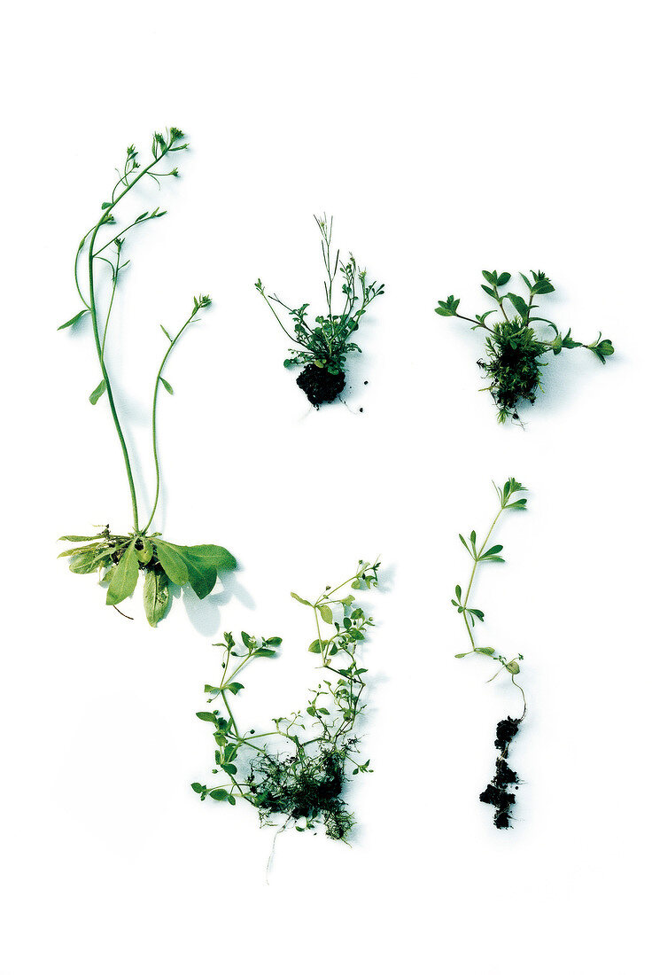 Weed, smock, chickweed, cress, and cleavers on white background