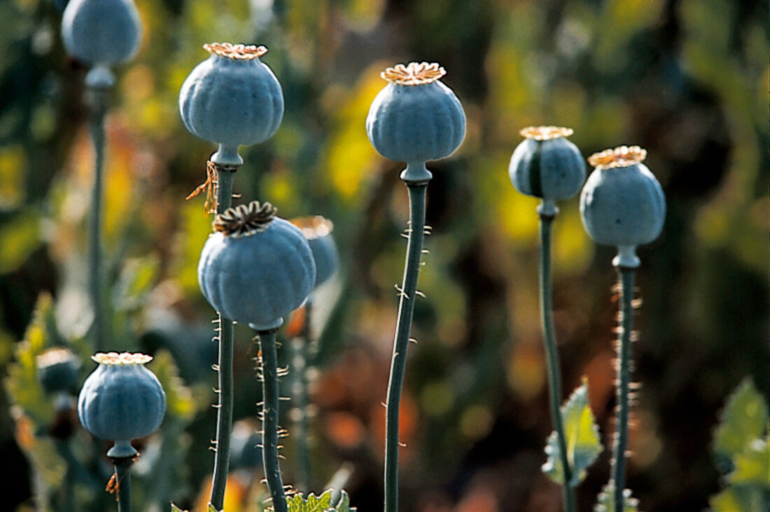 Backen aus aller Welt, blauer Mohn, Mohnkaspeln