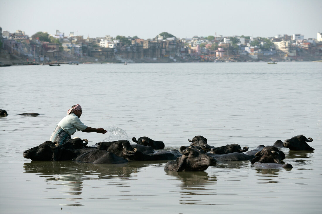Indien, Varanasi, Wasserbüffel werde n im Ganges gewaschen