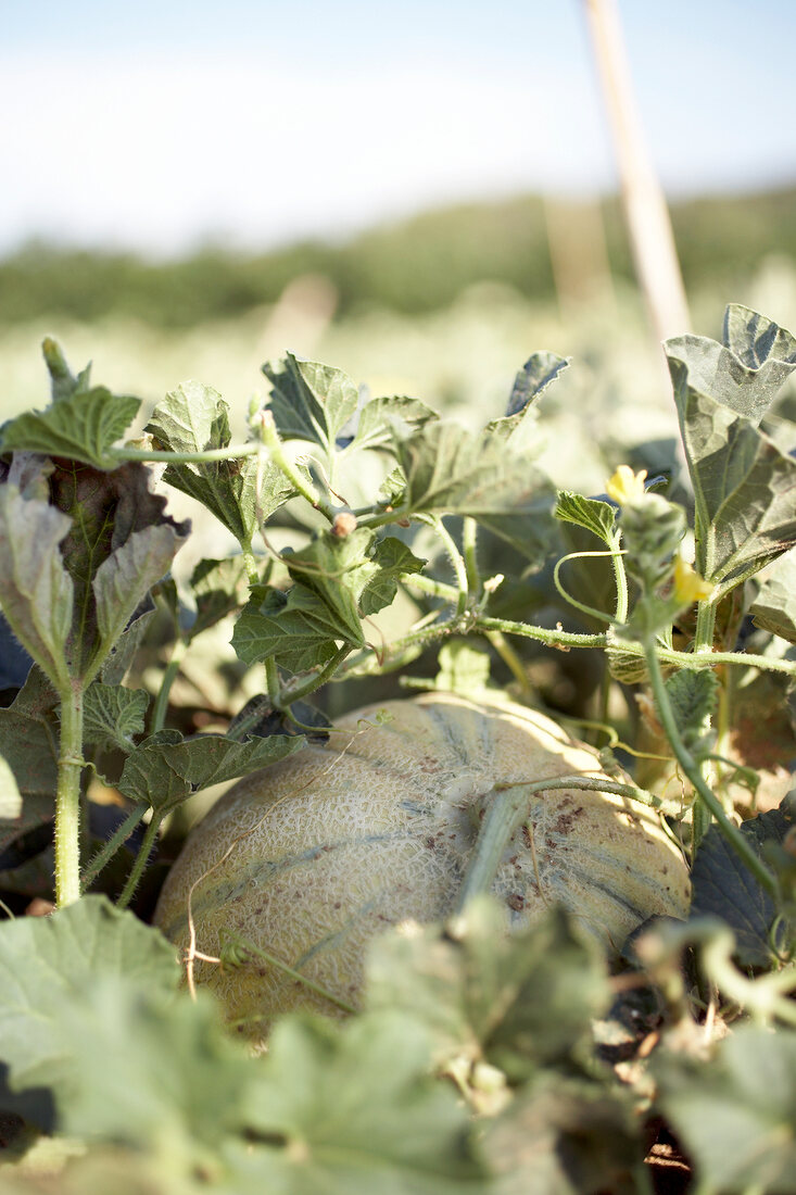 Close-up of charentais melons in field