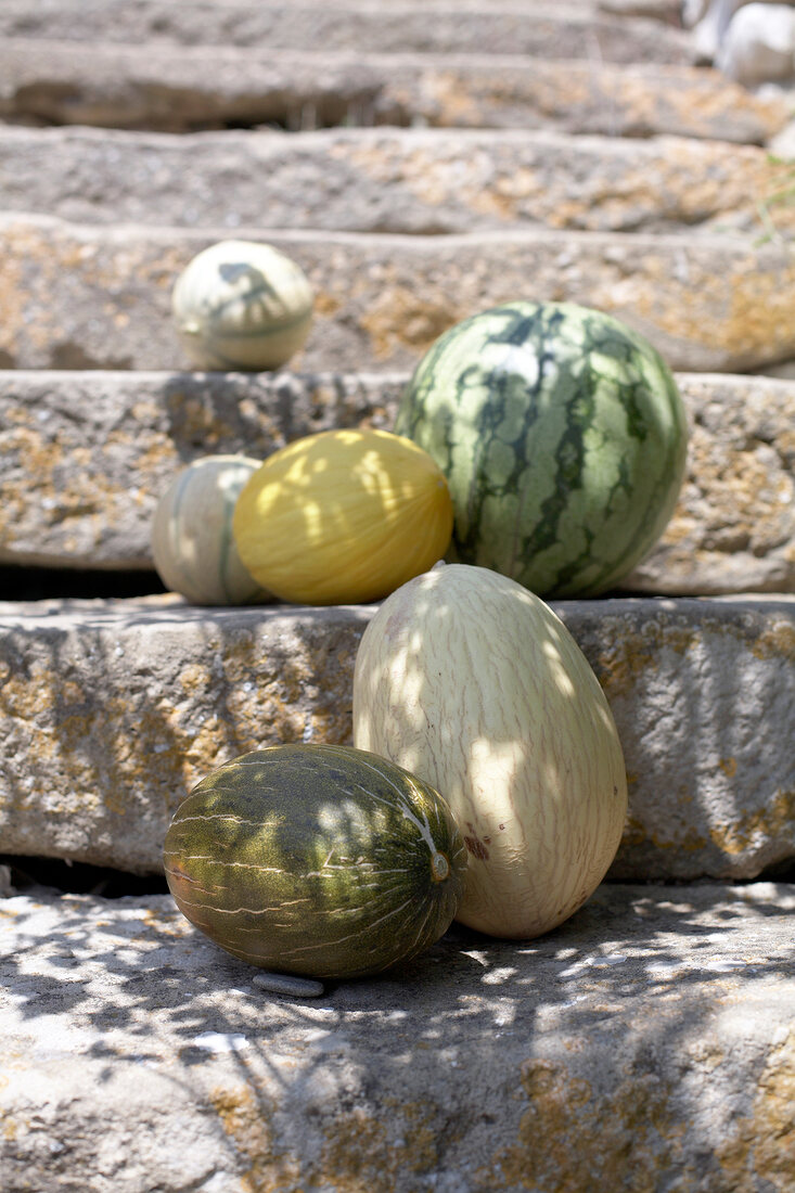 Different types of melons