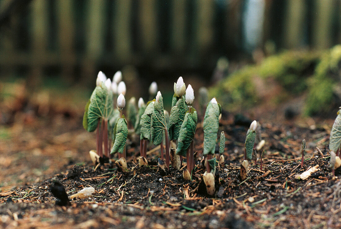 Buds of sanguinaria canadensis with leaves