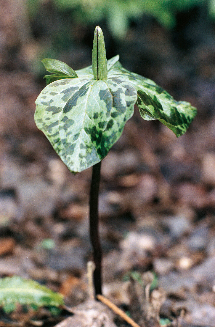 Close-up of Trillium sessile