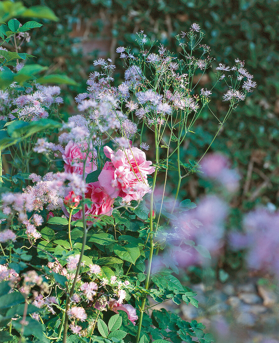 Meadow rue and roses, pink