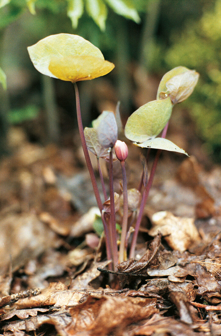 Close-up of Jeffersonia Diphylla in North America