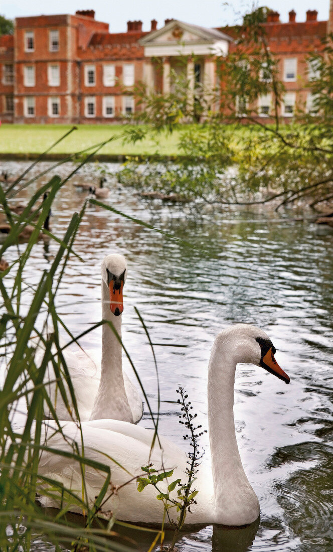 Two Swans in pond in front of The Vyne castle, England