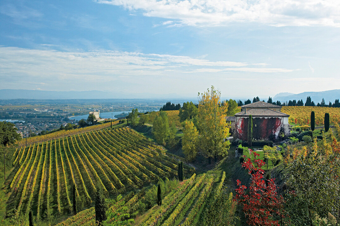 Blick über Weinstöcke am Weinberg auf die Rhone, Berge, Haus, grün