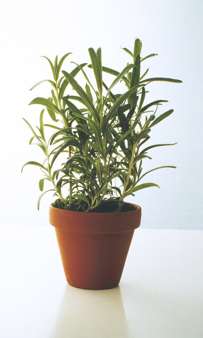 Rosemary plant in clay pot