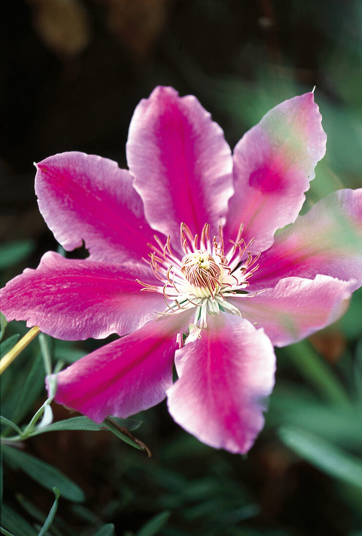 Blüte der Clematis, Nahaufnahme 