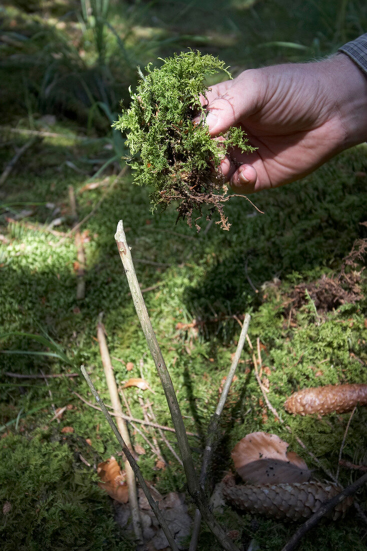 Close-up of man holding moss in National park Kellerwald-Edersee, Hesse, Germany