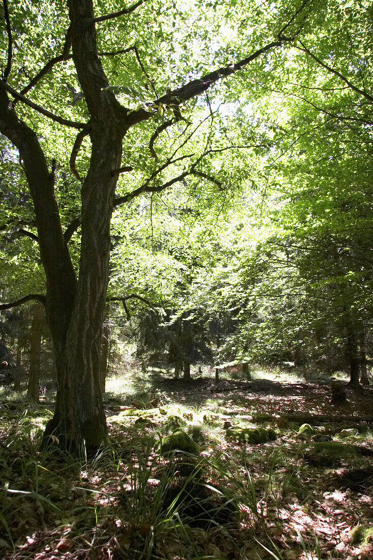 View of forest in National park Kellerwald-Edersee, Hesse, Germany