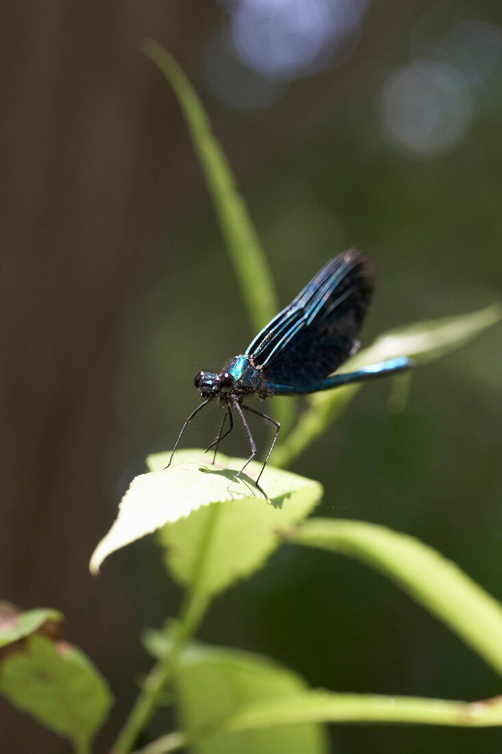 Close-up of dragonfly in National park Kellerwald-Edersee, Hesse, Germany