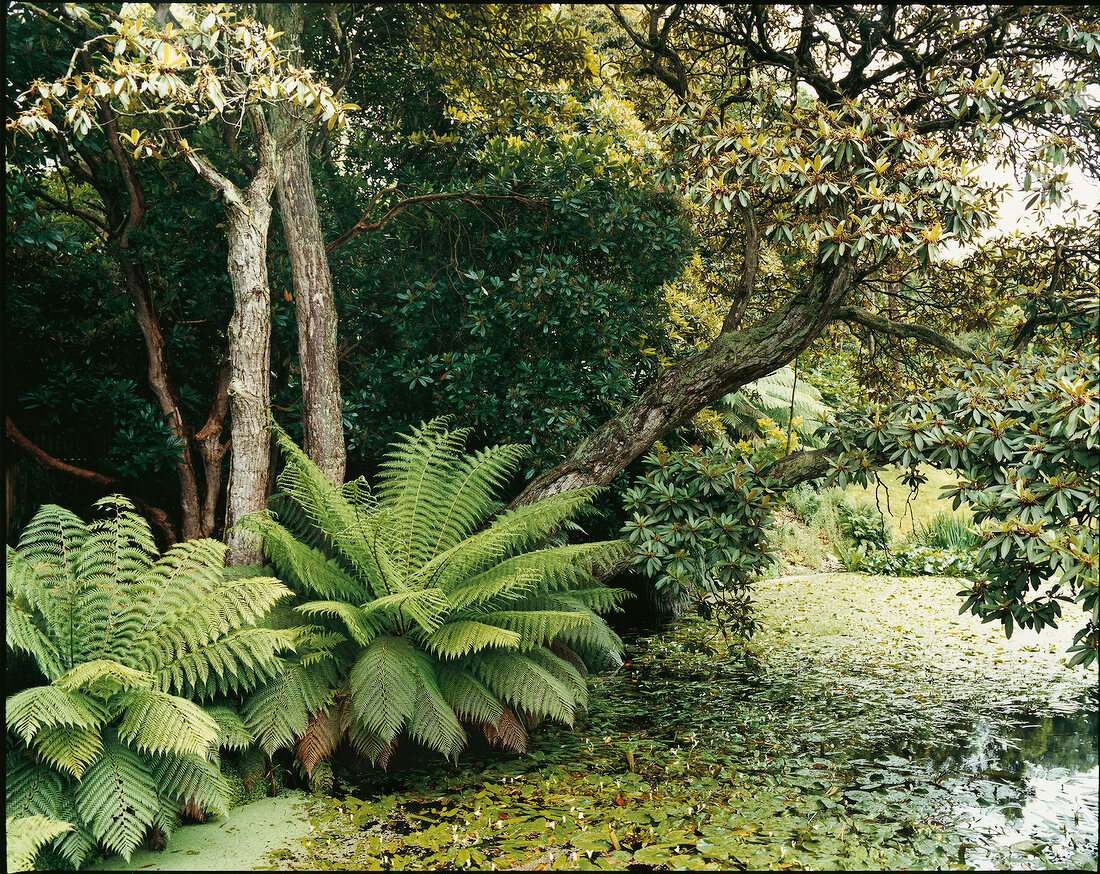 View of Lost Gardens of Heligan in Cornwall