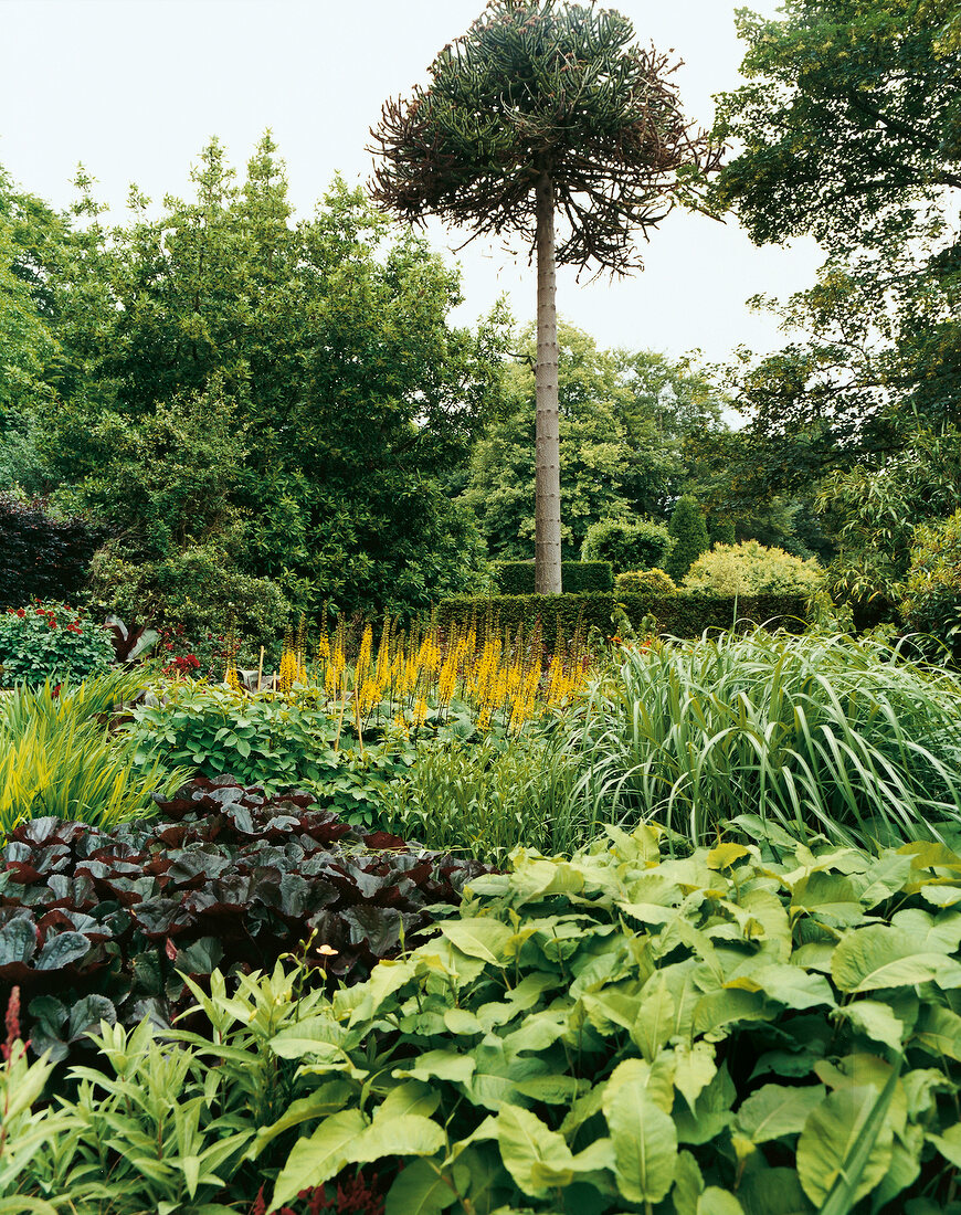 View of lush garden with trees and plants