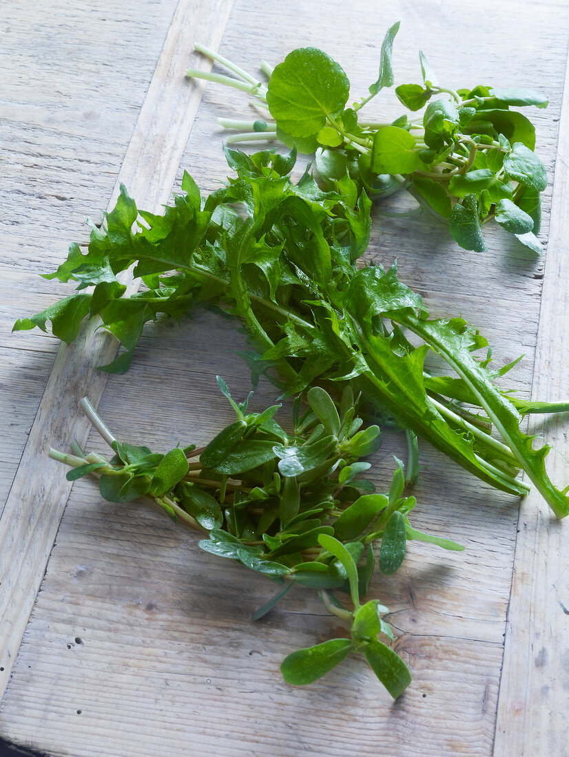 Salate, Löwenzahn, Brunnenkresse u. Portulak, grüne Blattsalate