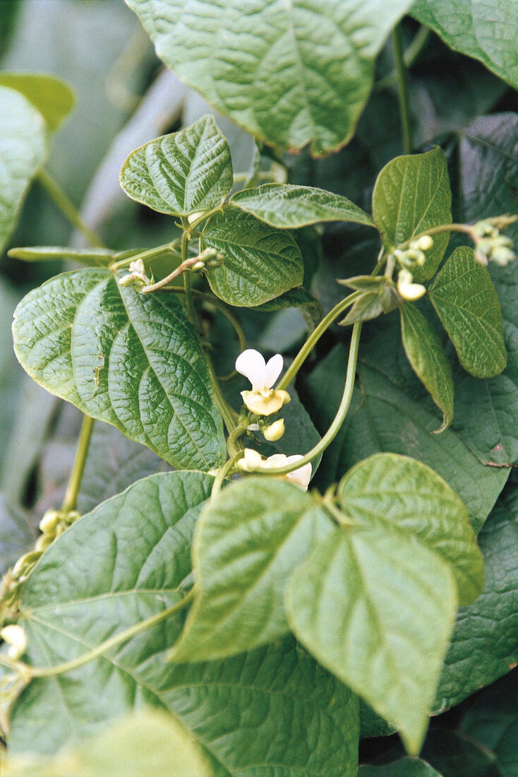 Close-up of bean blossom