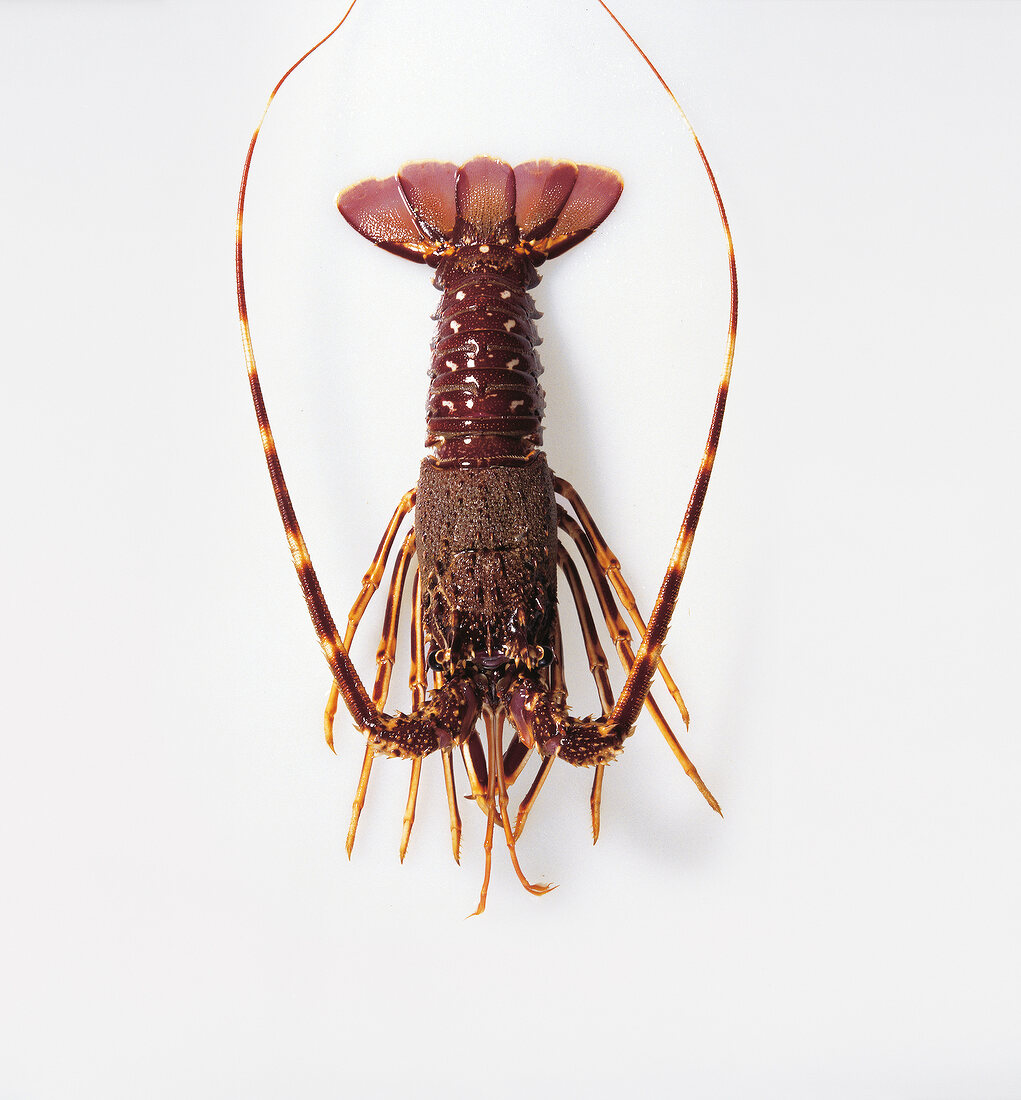 Shrimps, Freisteller: Languste