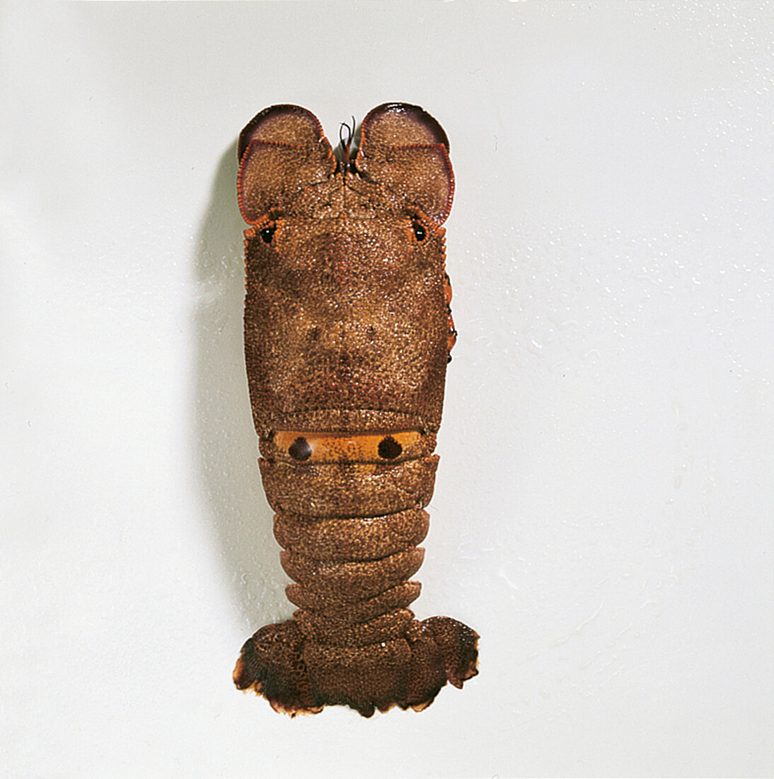 Shrimps, Brasilianischer Bären -krebs mit 2 dunklen Flecken