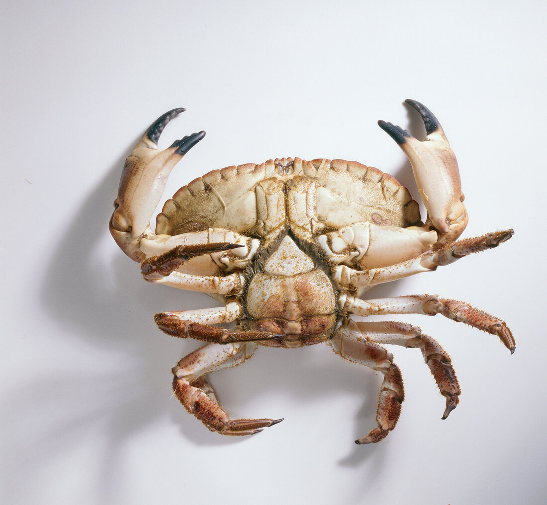 Shrimps, Bauchseite einer Echt en Krabbe, Weibchen,Hinterleib breit