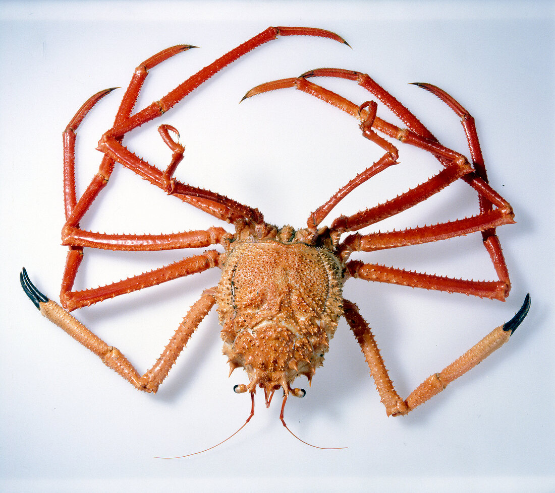 Red leggy crab on white background