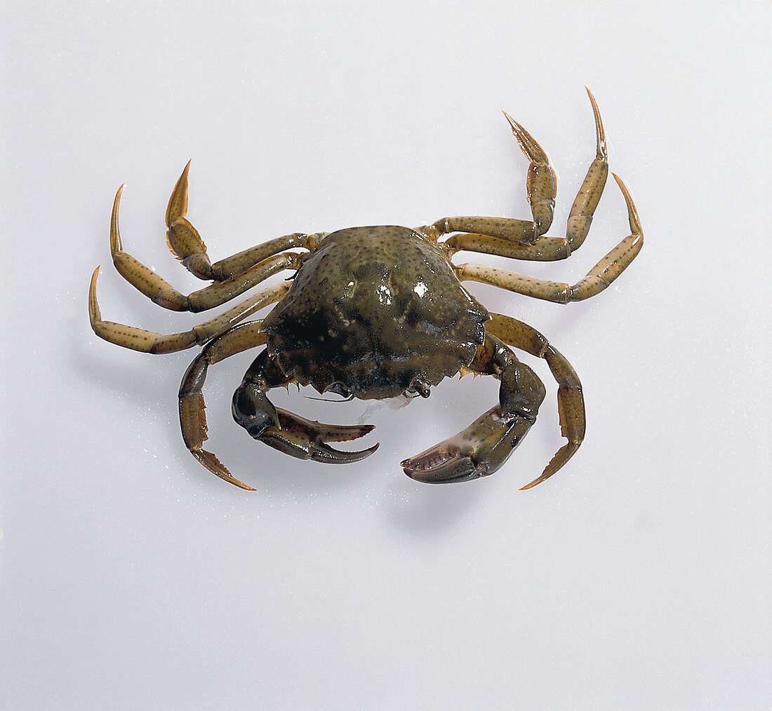 Beach crab on white background