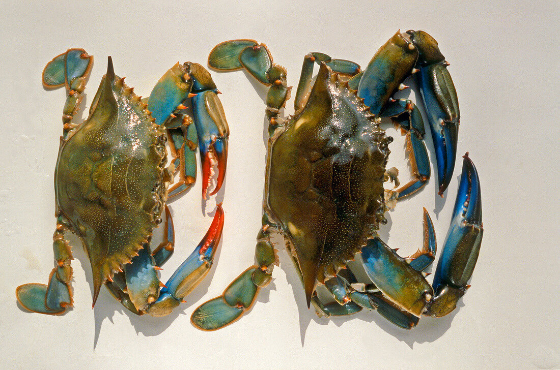 Shrimps, Freisteller: 2 Blau- krabben, bläulich, große Scheren