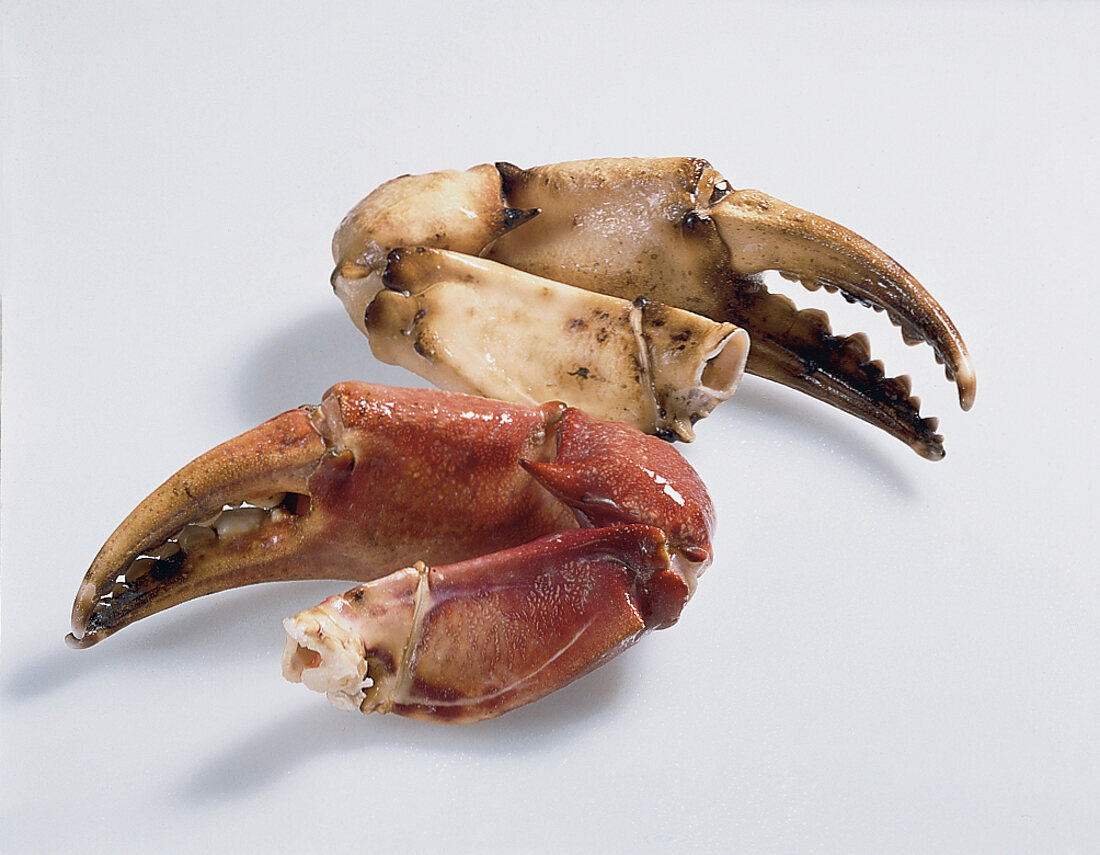 Two claws of crab on white background