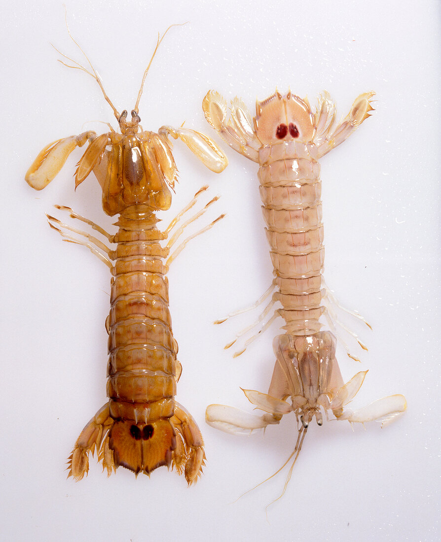 Two cooked and raw mantis shrimps on white background