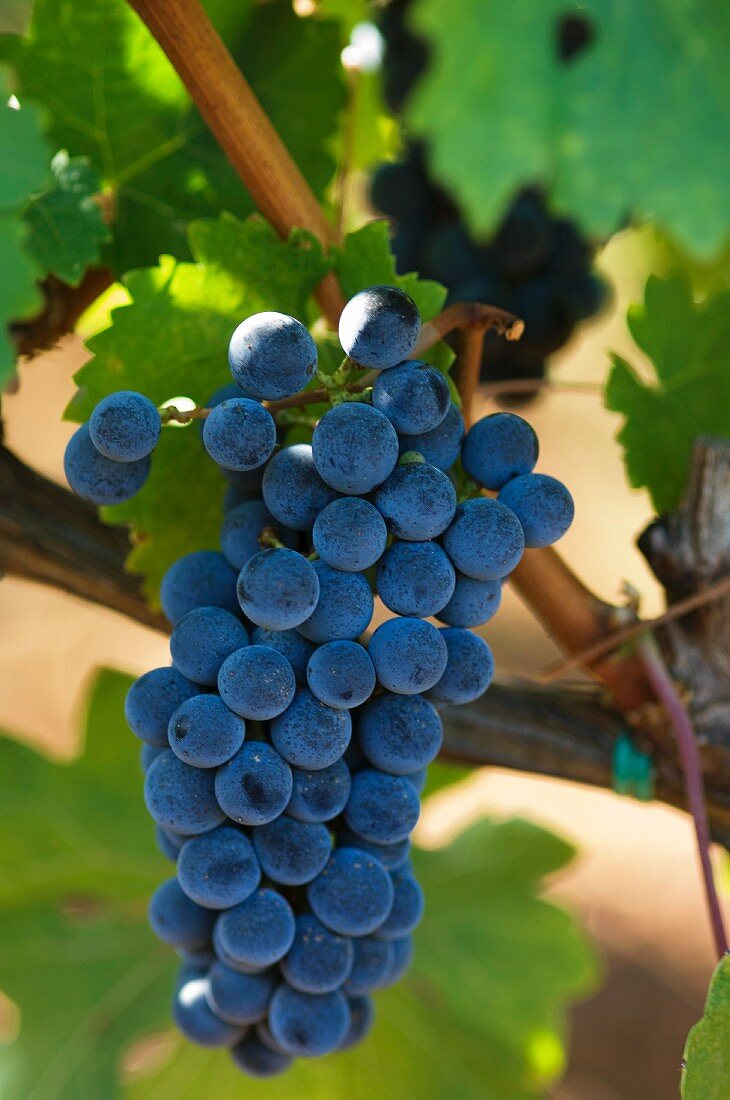 Cabernet-Sauvignon grapes on a vine