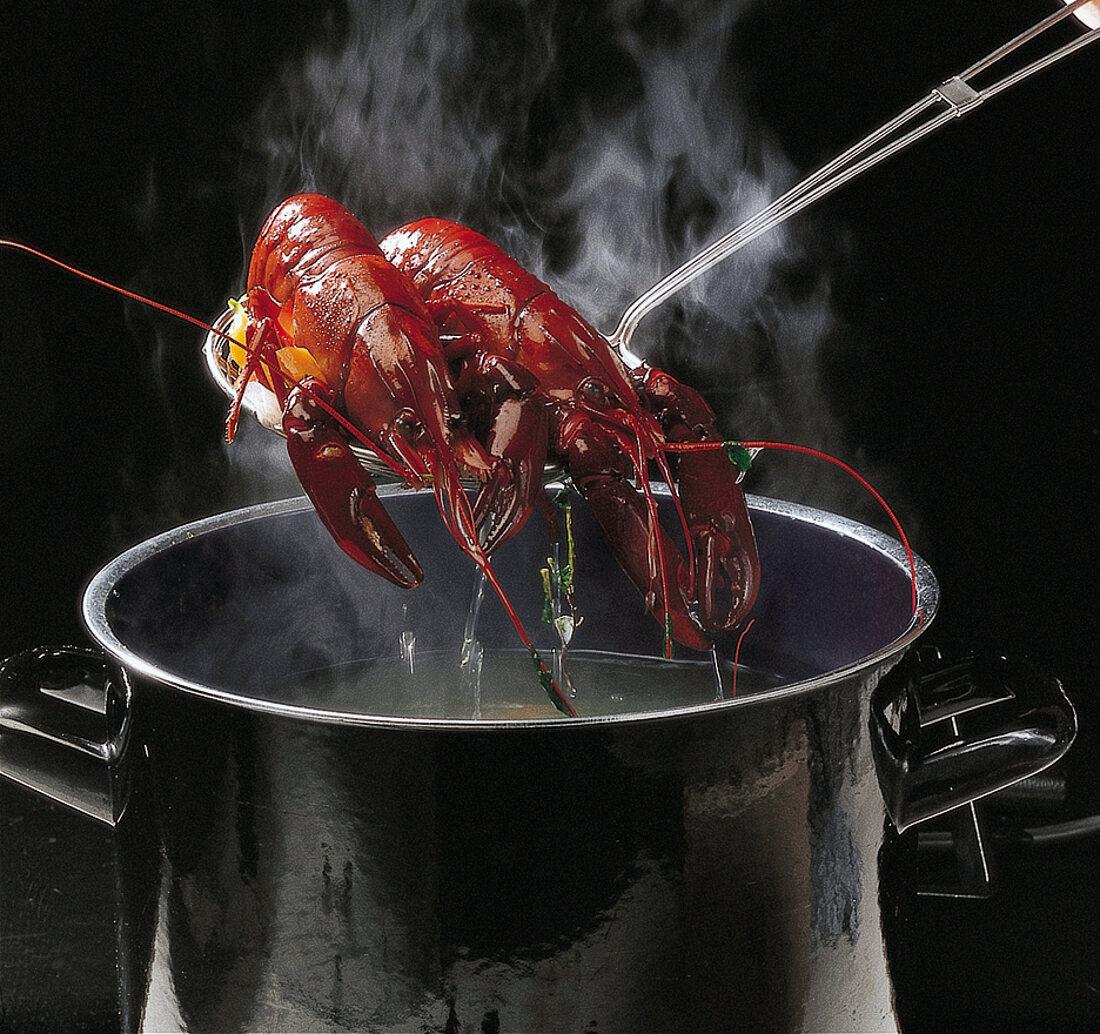 Shrimps, 2 rote Flußkrebse auf Schaumkelle aus Kochwasser holen