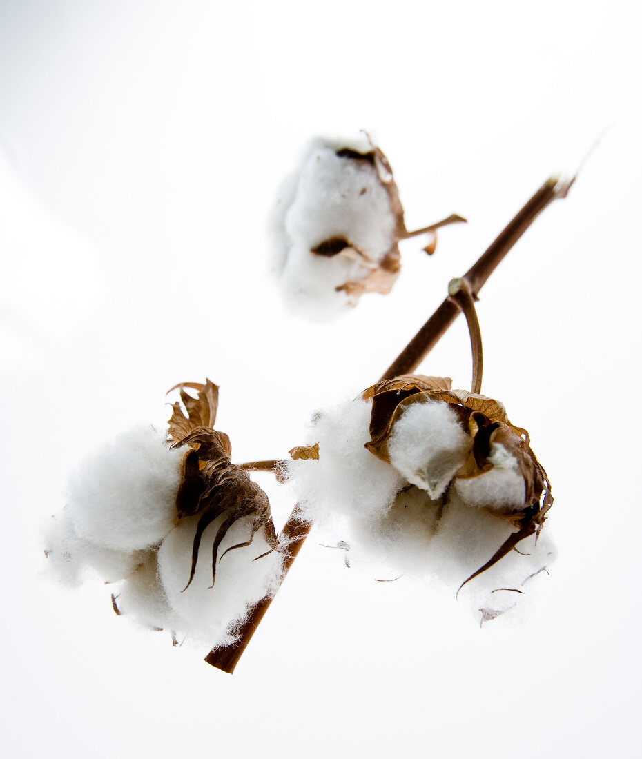 Close-up of cotton branch on white background