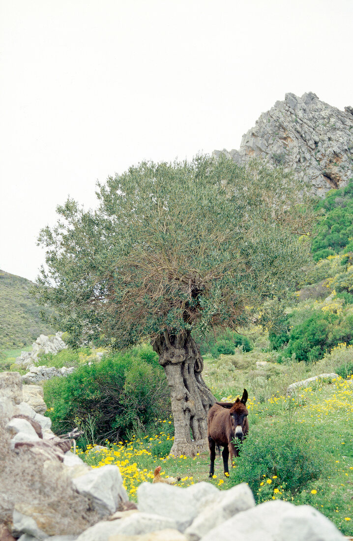 100 beste Brot, Esel steht vor altem Olivenbaum in Griechenland