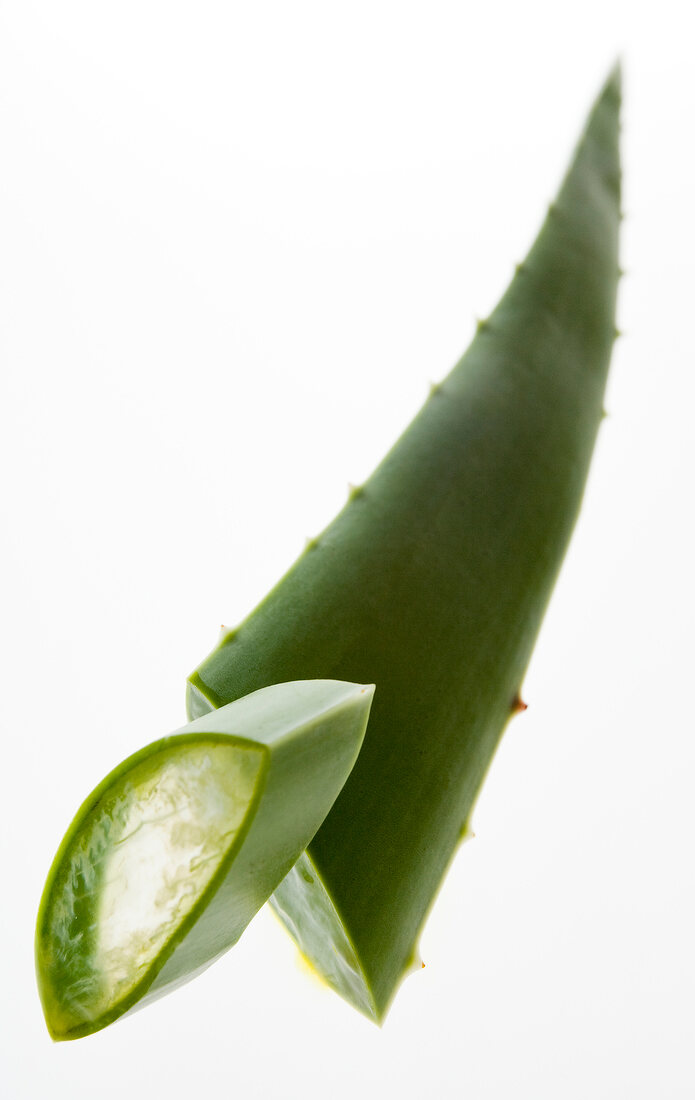 Close-up of aloe vera branch against white background