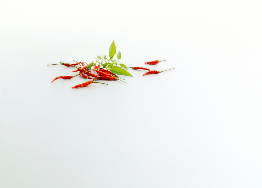 Red chillies on white background