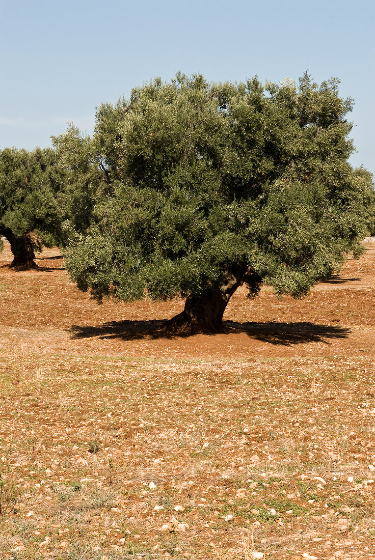 Großer Olivenbaum auf einer Wiese in Italien.