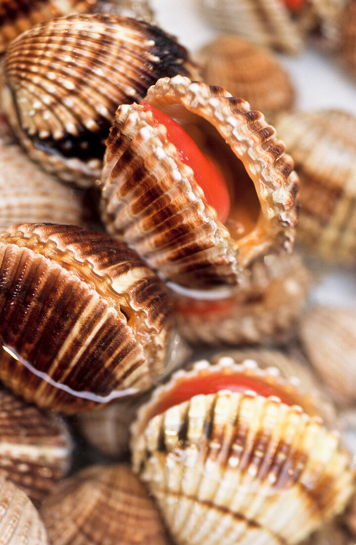 Close-up of fresh clams