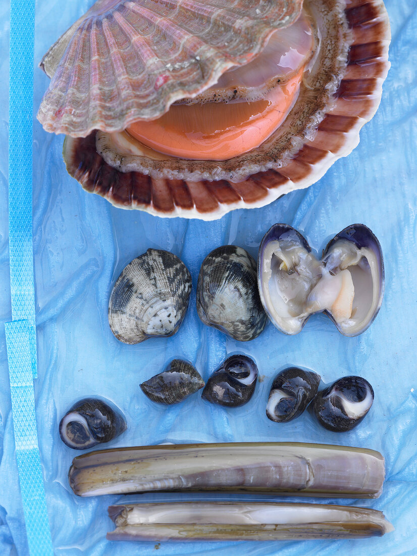 One scallop, three clams, five sea snails and two razor clams