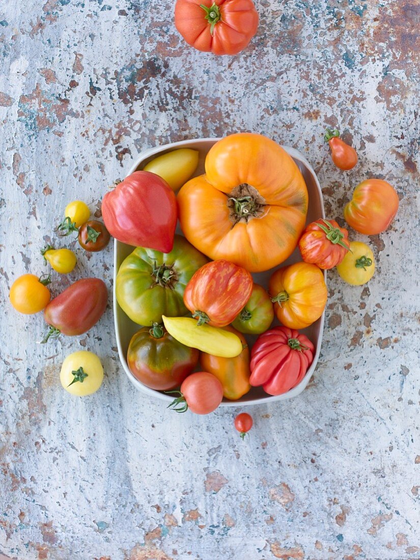 Verschiedene Tomatensorten (Aufsicht)