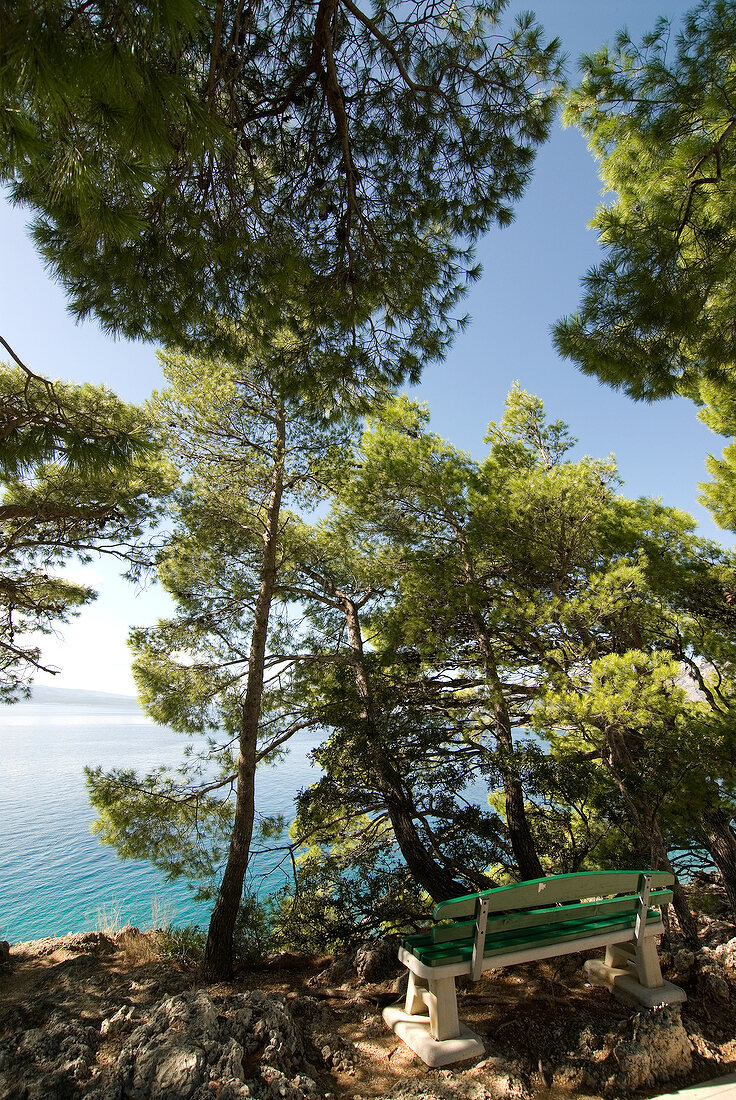 View of sea, coastal road, tall trees and bench