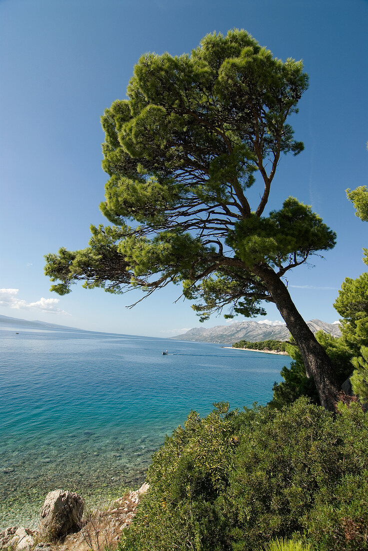 View of pine tree overlooking sea, mountains and blue sky