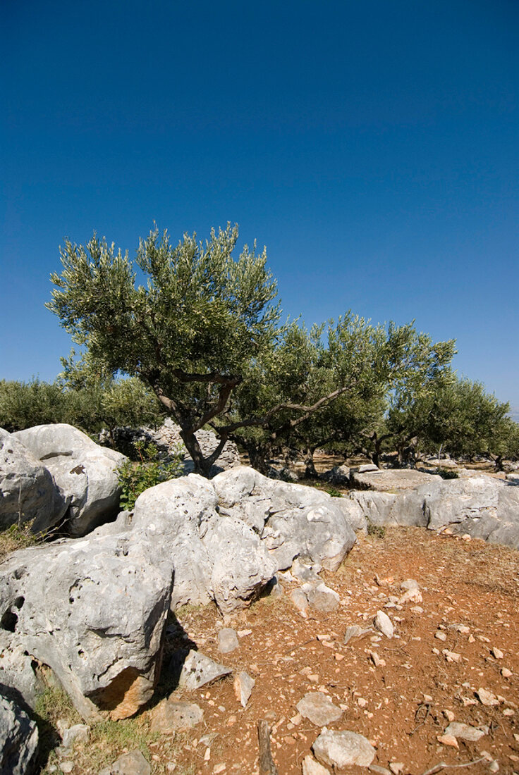 Olivenbäume, Felsen, blauer Himmel