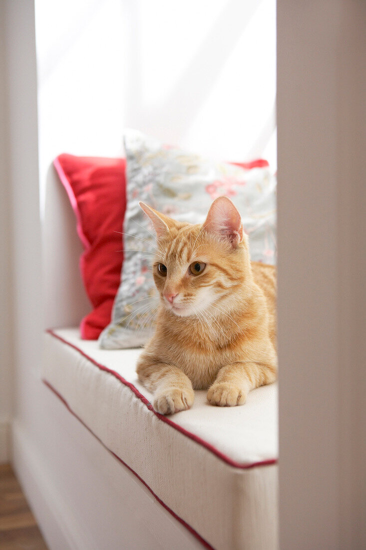 Katze, rötliches Fell, liegt in Fensternische, gepolstert, Kissen