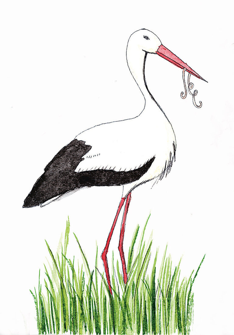 Illustration, Storch mit Wurm im Schnabel
