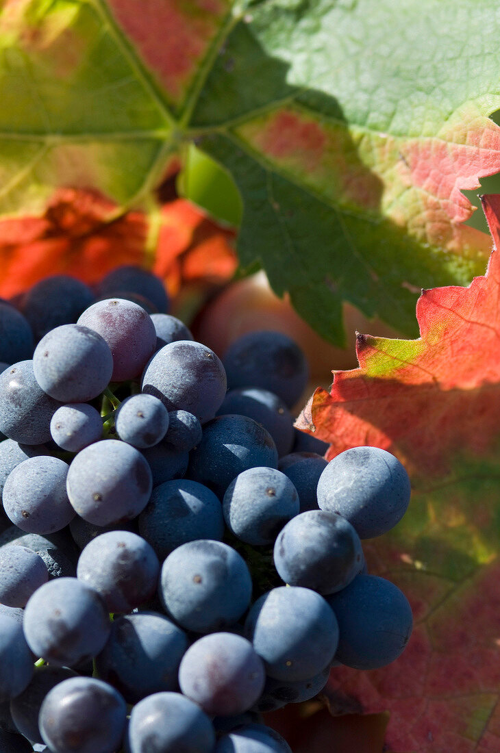 Bunch of blue grapes with green and orange leaves in background