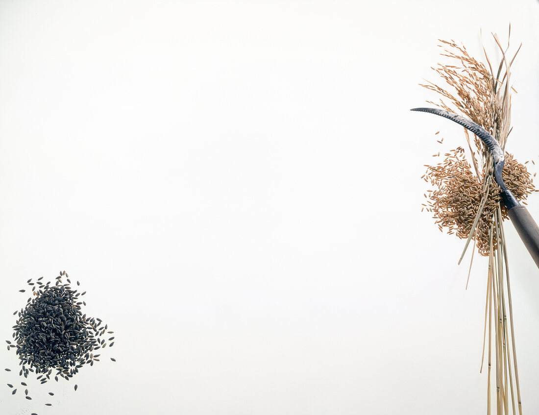 Black rice and rice leaves with sickle on white background, copy space