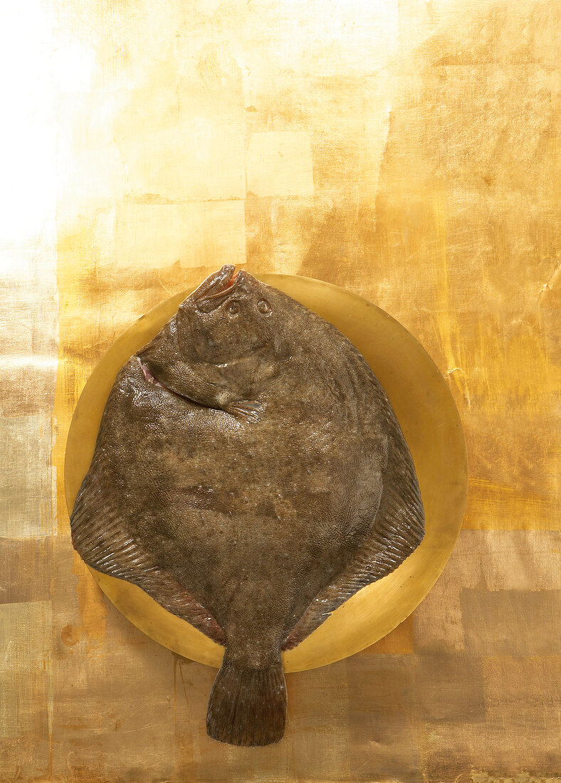 Close-up of turbot on plate, overhead view
