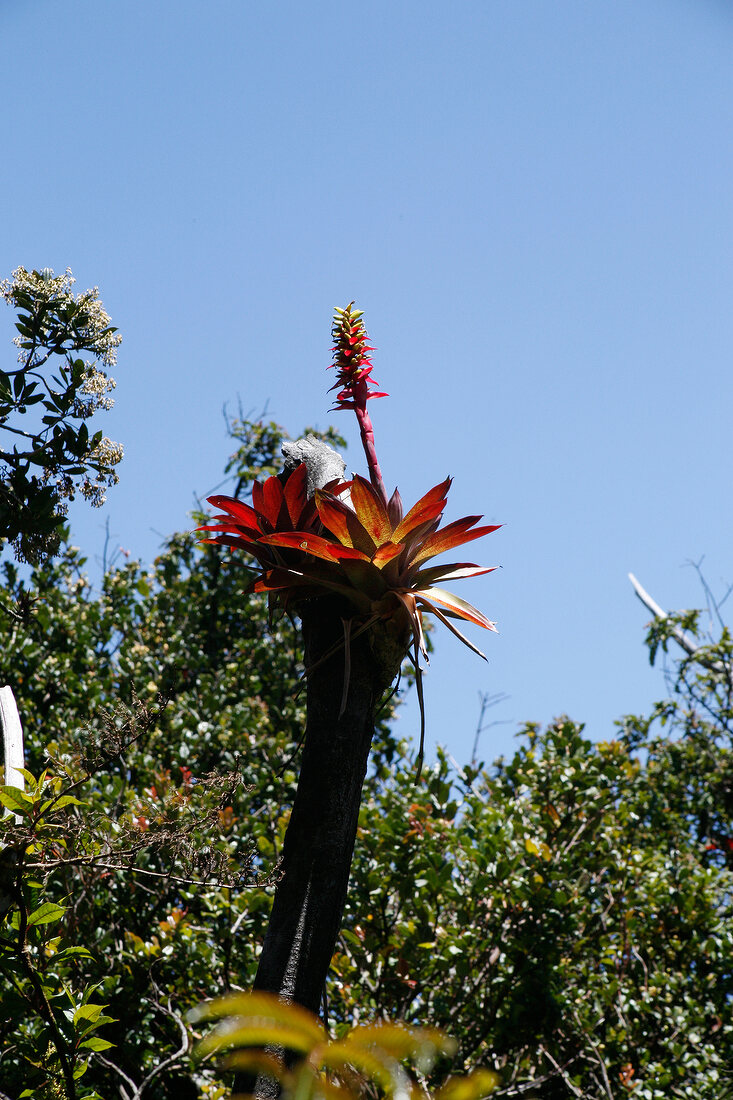 Exotic plant in Costa Rica