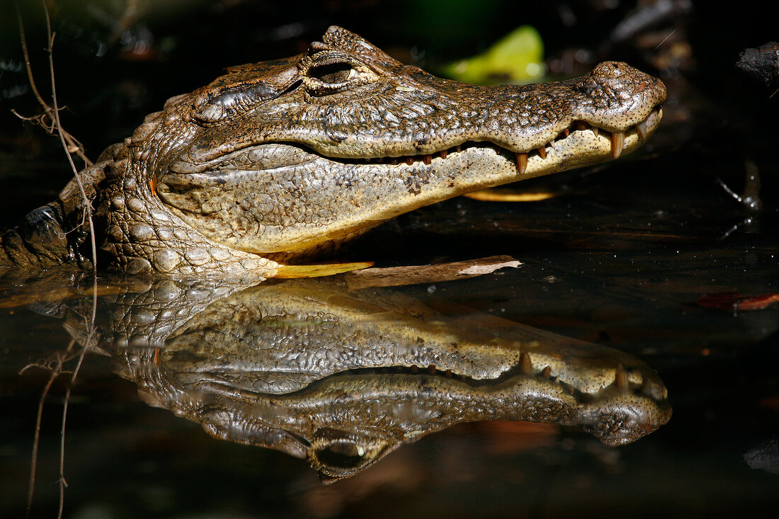Krokodil im Wasser, Kopf. X 